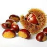 Σπόροι Γλυκό κάστανο - Marron (Castanea sativa)