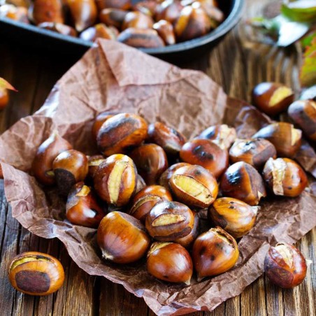Chinese Chestnut Seeds (Castanea mollissima)
