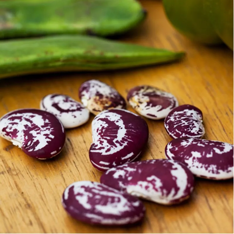 Giant Christmas Lima beans seeds