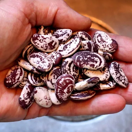 Graines de haricots Noël Lima Géantes