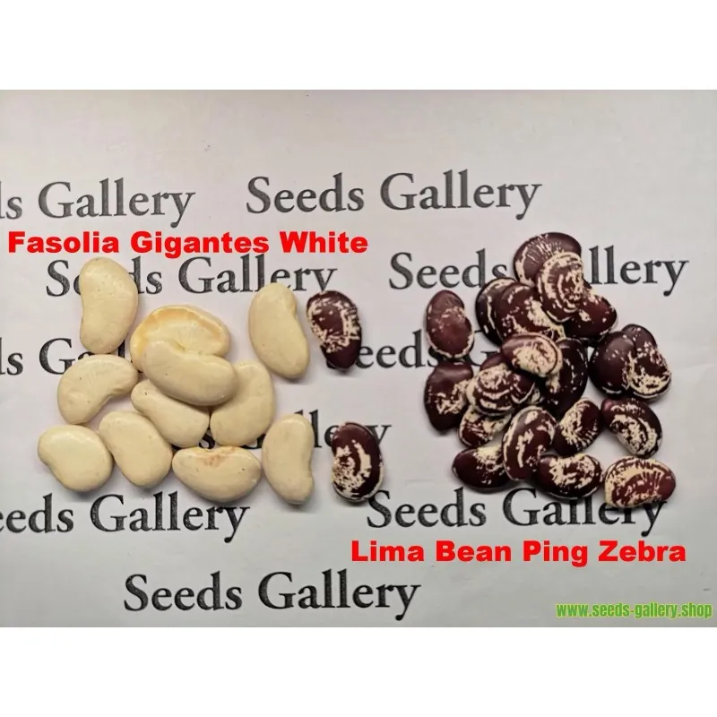 Giant Christmas Lima beans seeds