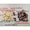 Giant Christmas Lima beans seeds