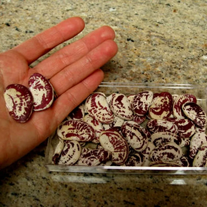 Giant Christmas Lima beans seeds