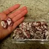 Giant Christmas Lima beans seeds