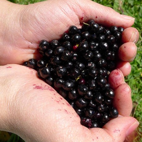 Price: €2.85 - Maqui Berry Superfrukt Frön (Aristotelia Chilensis) -