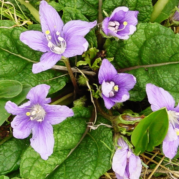 Nasiona Mandragora lekarska (Mandragora officinarum) - 13.5