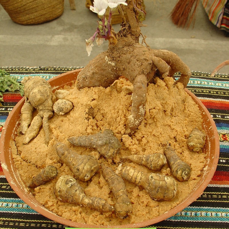 Price: €15 - Semințe de mandragoră (Mandragora officinarum) - 