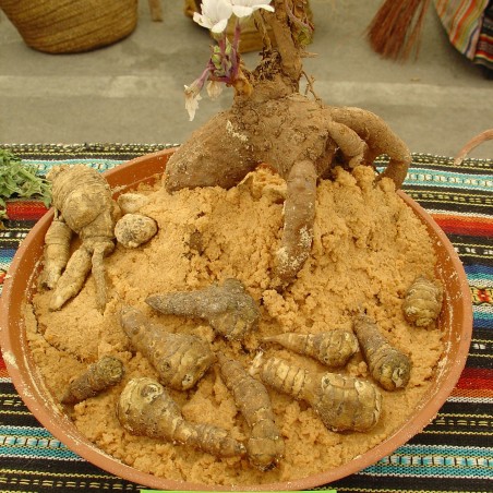 Price: €15 - Semințe de mandragoră (Mandragora officinarum) - 