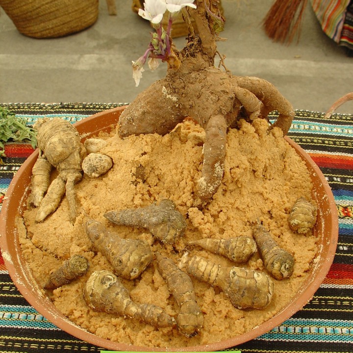 Nasiona Mandragora lekarska (Mandragora officinarum) - 13.5