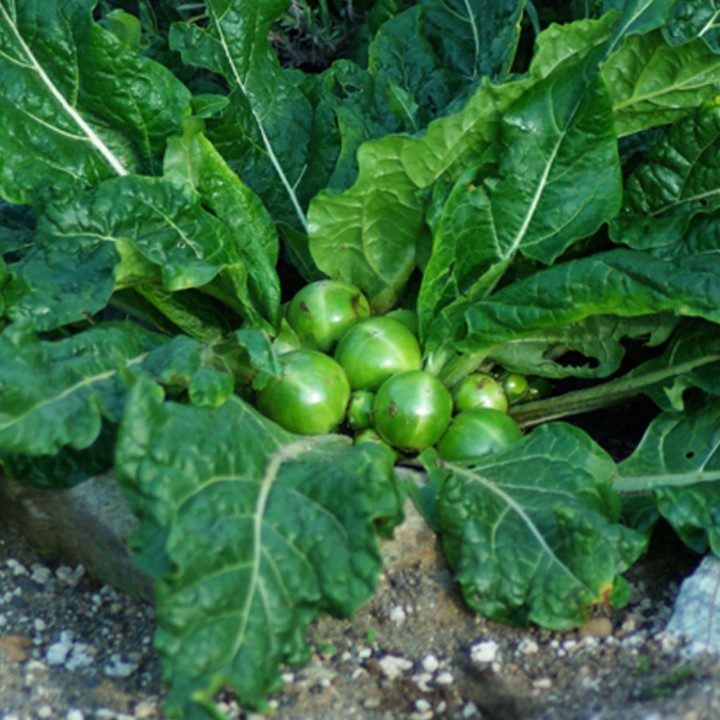 Nasiona Mandragora lekarska (Mandragora officinarum) - 13.5