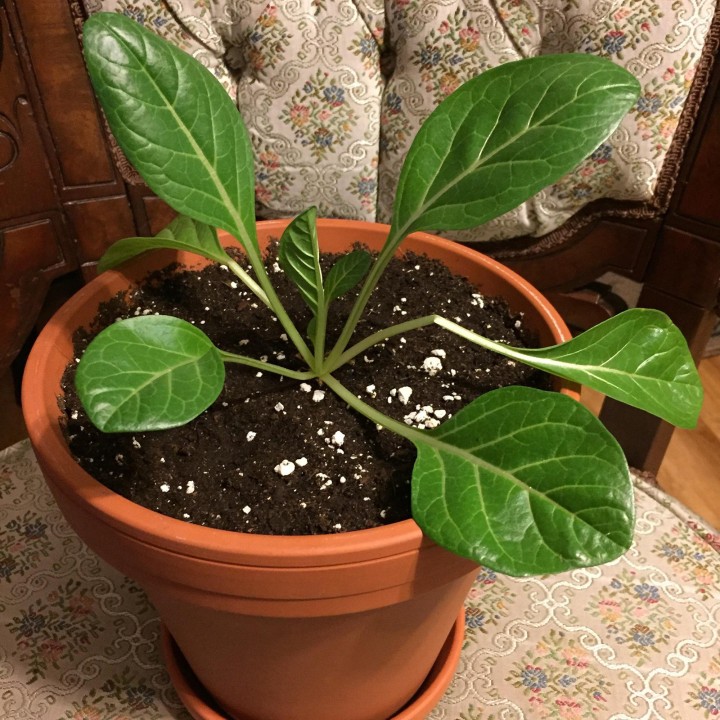 Nasiona Mandragora lekarska (Mandragora officinarum) - 13.5