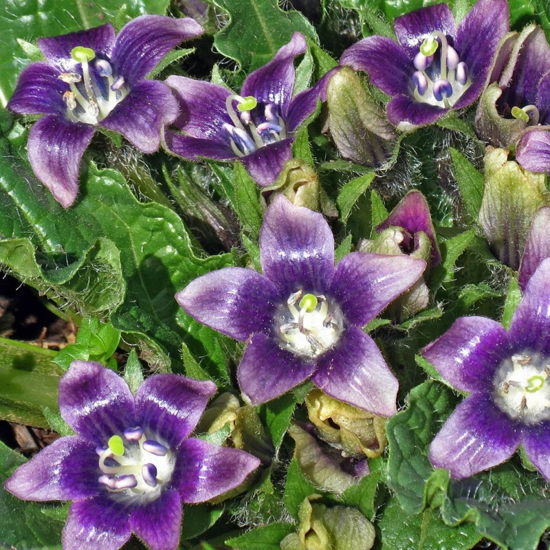 Price: €15 - Semințe de mandragoră (Mandragora officinarum) - 