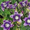 Price: €15 - Semințe de mandragoră (Mandragora officinarum) - 