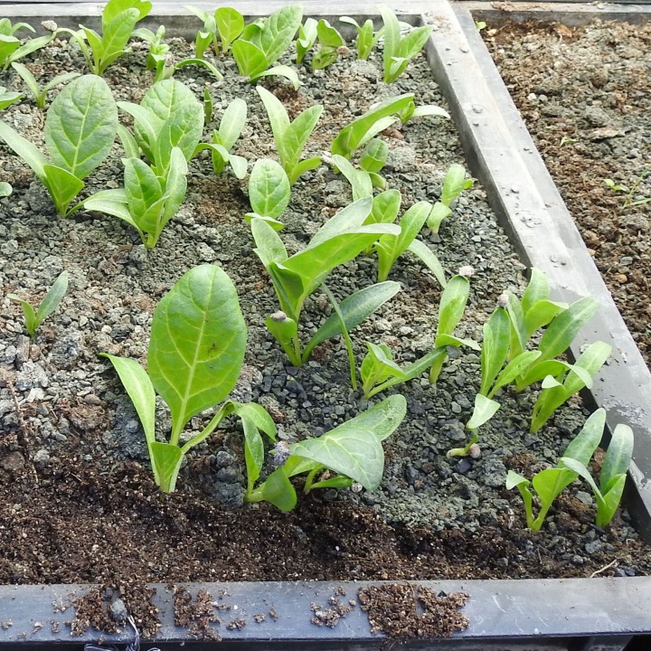Nasiona Mandragora lekarska (Mandragora officinarum) - 13.5