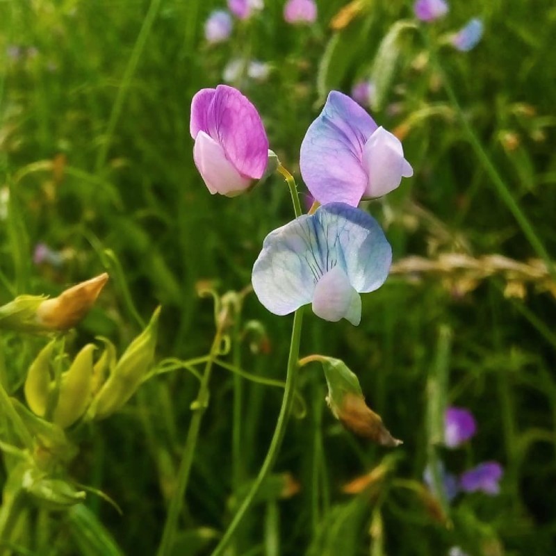 Színes Szegletes lednek Magok (Lathyrus sativus)