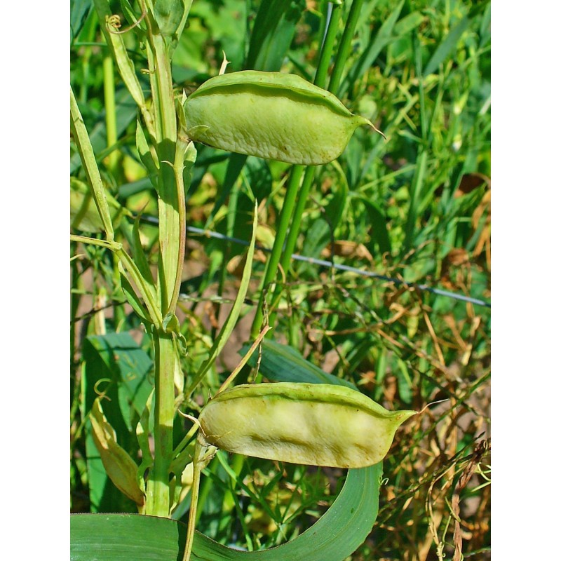 Színes Szegletes lednek Magok (Lathyrus sativus)