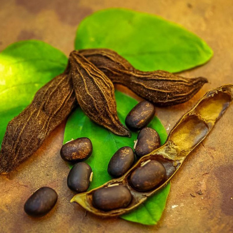Price: €2.85 - Semena sametových bobů (Mucuna pruriens) - 