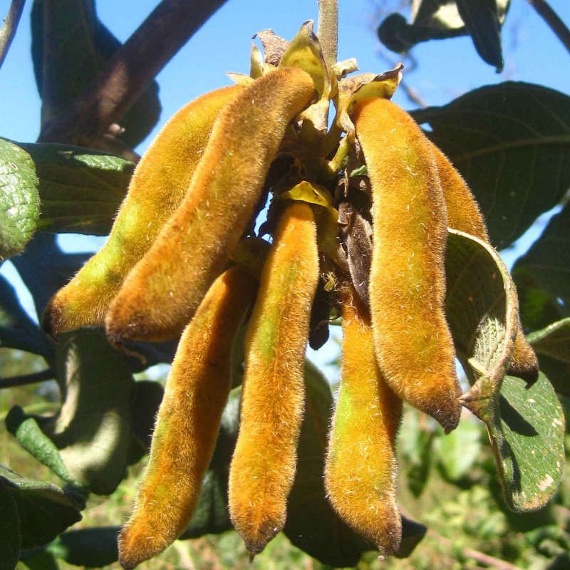 Price: €2.85 - Semillas frijol terciopelo (Mucuna pruriens) - 