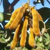 Price: €2.85 - Semena sametových bobů (Mucuna pruriens) - 