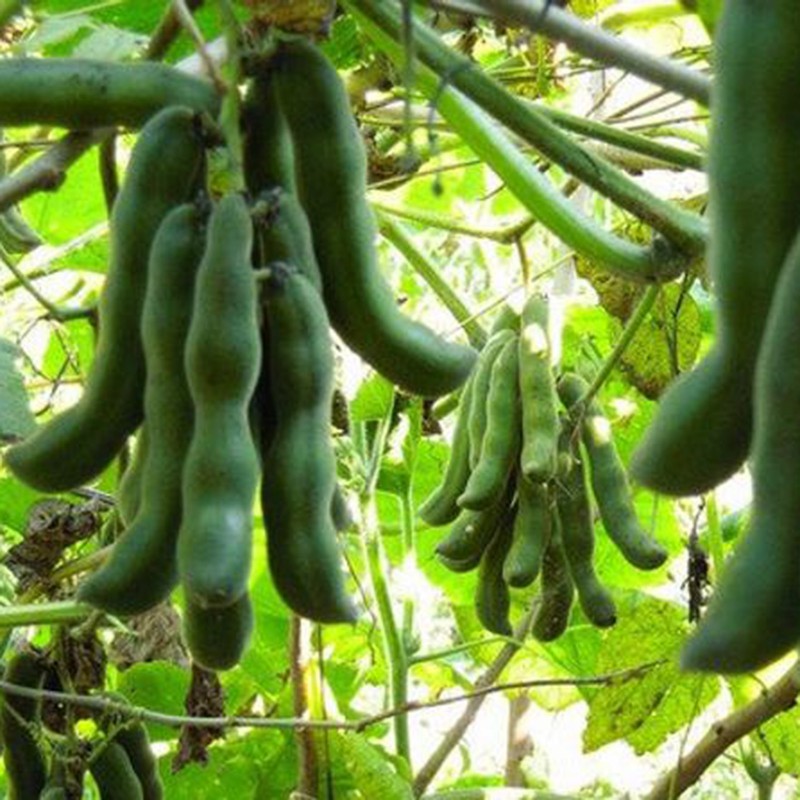 Price: €2.85 - Semillas frijol terciopelo (Mucuna pruriens) - 