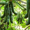 Price: €2.85 - Semena sametových bobů (Mucuna pruriens) - 