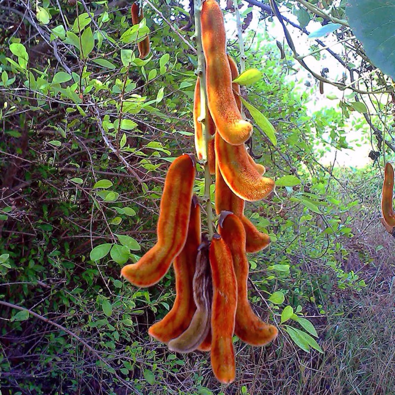 Price: €2.85 - Semena sametových bobů (Mucuna pruriens) - 