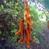 Price: €2.85 - Semena sametových bobů (Mucuna pruriens) - 