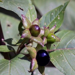 Price: €3.75 - Semi di Belladonna (Atropa belladonna) - 