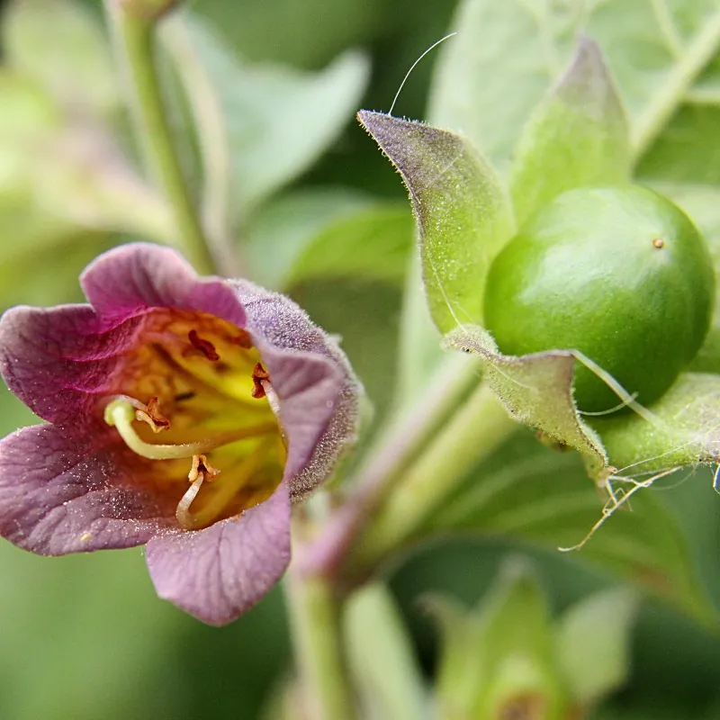 Semi di Belladonna (Atropa belladonna)