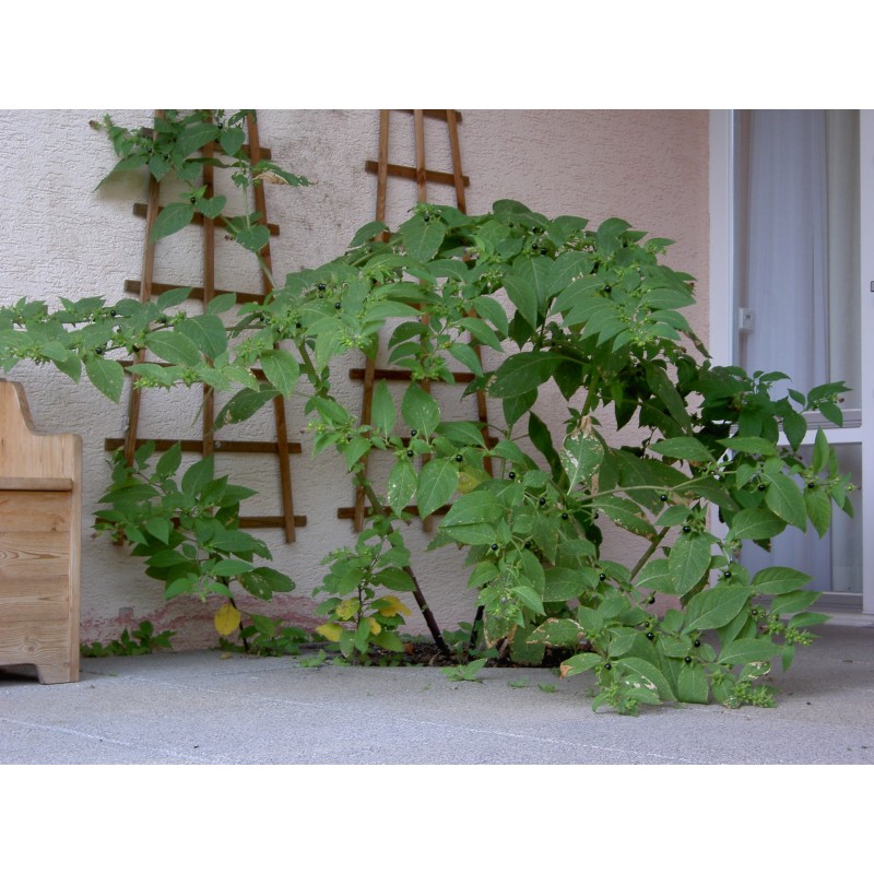 Belladonna frön (Atropa bella-donna) | 3,75 €