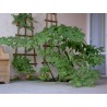 Belladonna frön (Atropa bella-donna) | 3,75 €