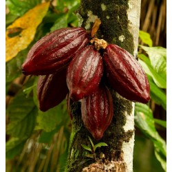 Kakaobaum Samen (Theobroma cacao)