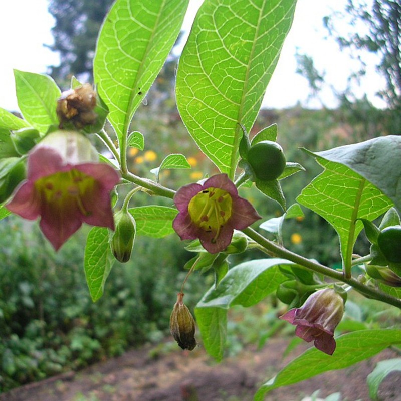 Belladonna frön (Atropa bella-donna) | 3,75 €