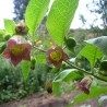Belladonna frön (Atropa bella-donna) | 3,75 €