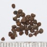 Belladonna frön (Atropa bella-donna) | 3,75 €
