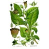 Belladonna frön (Atropa bella-donna) | 3,75 €