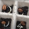 Price: €2.75 - Semillas de Palmera Canaria o Palma Canaria - 
