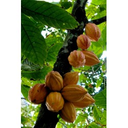 Graines de Cacaoyer - Cacao