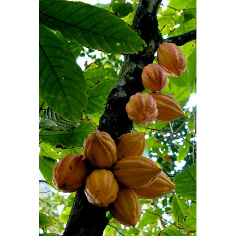 Samen des Kakaobaums (Theobroma cacao)