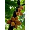 Cacao Tree Seeds (Theobroma cacao)