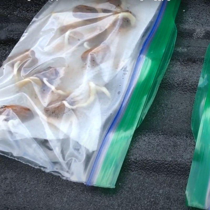 Price: €2.75 - Semillas de Palmera Canaria o Palma Canaria - 