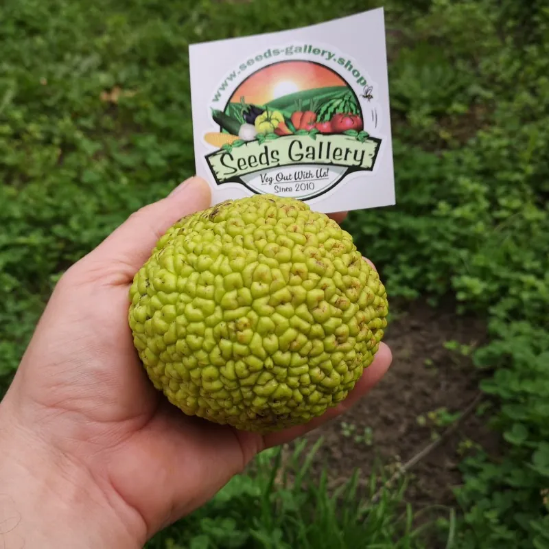Graines de Oranger des Osages (Maclura pomifera)