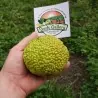 Milchorangenbaum - Osagedorn Samen (Maclura pomifera)