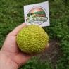 Sementes de Laranjeira-de-osage (Maclura pomifera)