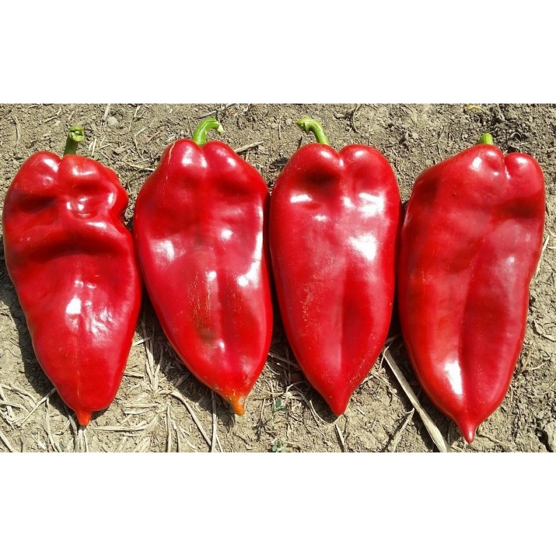 Price: €17 - 1100+ Samen Riesenpaprika Elefantenohr - 