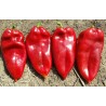 Price: €17 - 1100+ Samen Riesenpaprika Elefantenohr - 