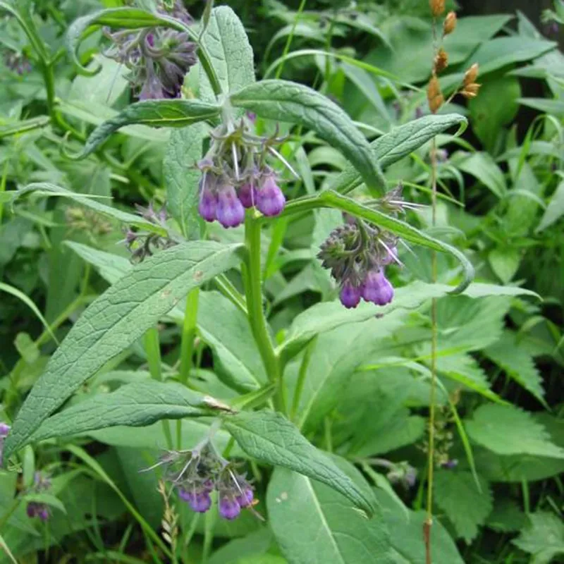 Gavez Seme (Symphytum officinale)