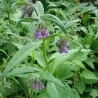 Comfrey Seeds (Symphytum officinale)