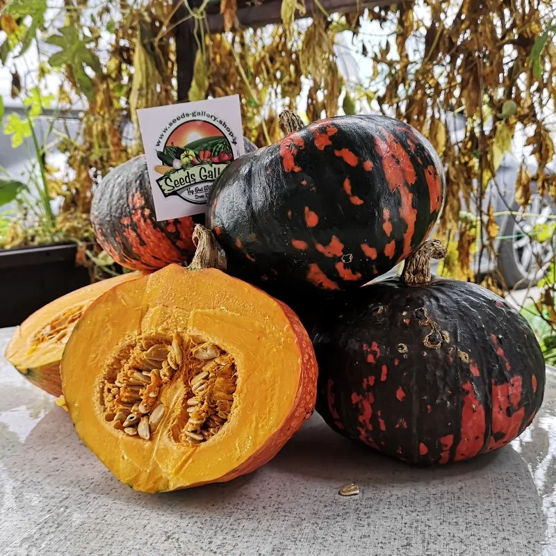Graines de citrouille noires Hokkaido
