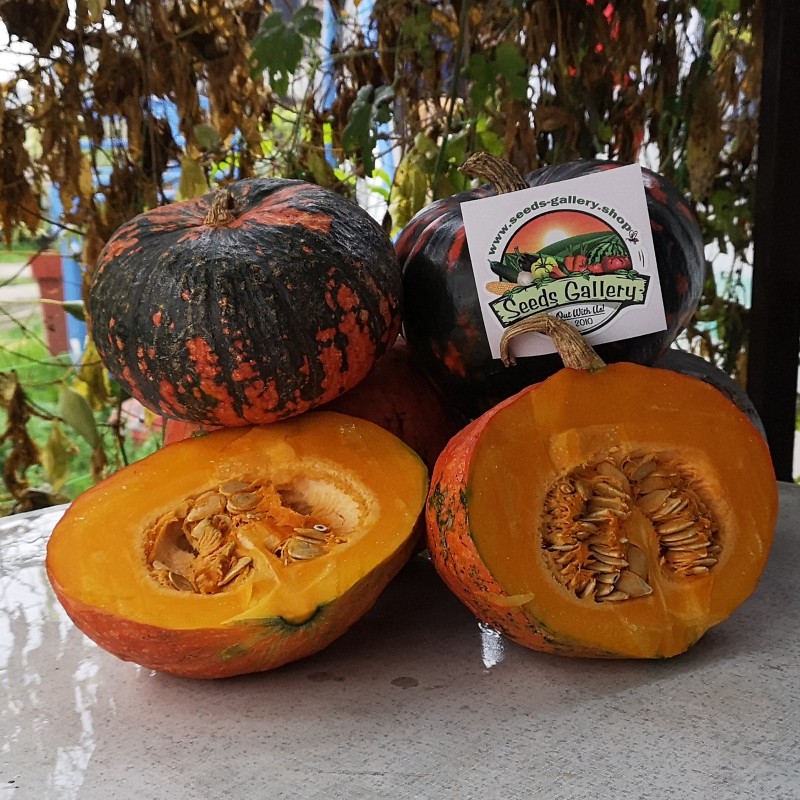 Price: €2.45 - Semințe de dovleac negre Hokkaido - Seeds Gallery